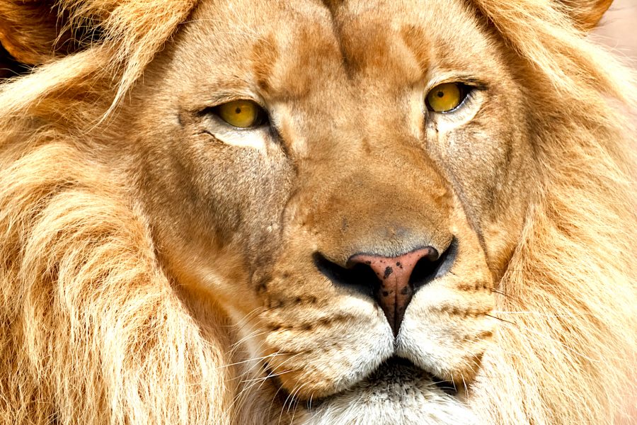 How Leaders Create Trust